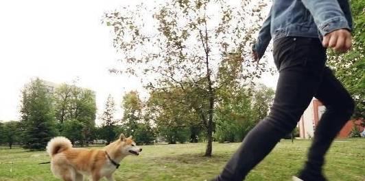 娱乐吃瓜酱遛狗小说,狗界风云录 第2张 娱乐吃瓜酱遛狗小说,狗界风云录 第2张